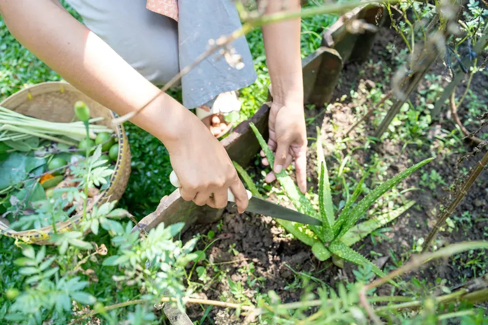 Cutting an Aloe Vera leaf from a plant in our garden