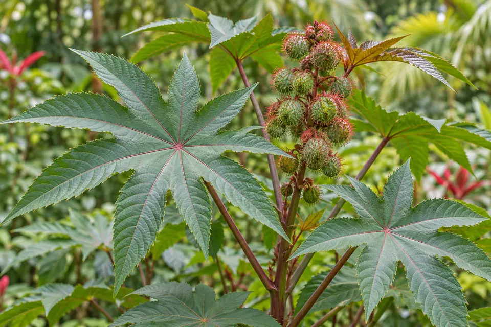 AI botanical illustration of Castor (Ricinus communis)